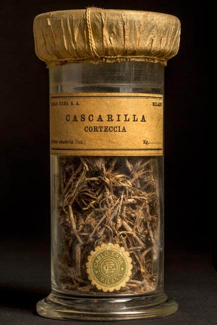 CASCARILLA - corteccia